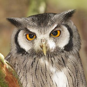 Southern white faced Owl (Ptilopsis granti)
