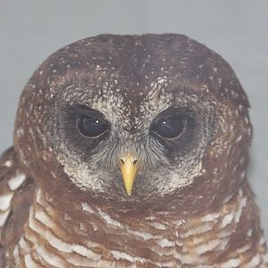 African Wood Owl (Strix woodfordii)