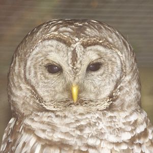 Barred Owl (Strix varia)