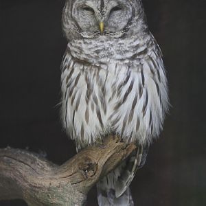 Barred Owl (Strix varia)