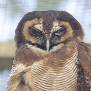 Brown Wood Owl (Strix leptogrammica)