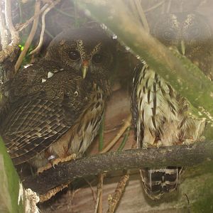 Mottled Owls (Ciccaba virgata)