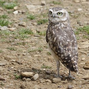 Burrowing Owl (Athene cunicularia)