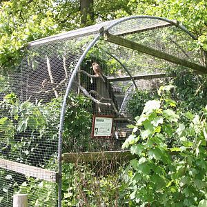 Aviary with White-eyed Kestrels