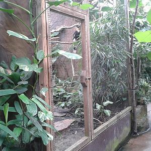 Aviary for the Great Hornbill