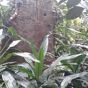 Nesting-tree for Gros-beak starlings