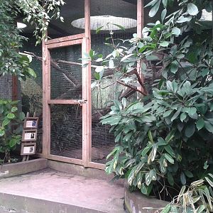 Hyacinth macaw aviary