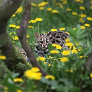 se asian leopard cat