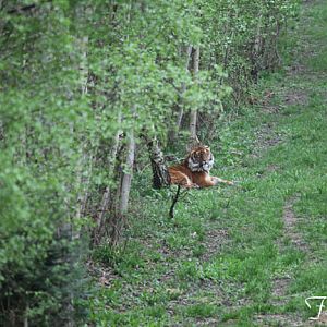 malayan tiger at forest edge