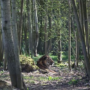 sumatran tiger in forest