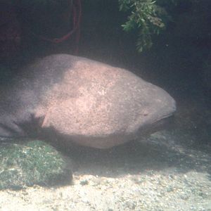 Chinese giant salamander