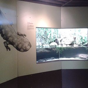 Enclosure Chinese giant salamander