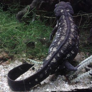 Japanese Red-bellied newt