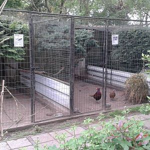 Aviary Common Pheasant