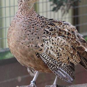 female Caucasian pheasant