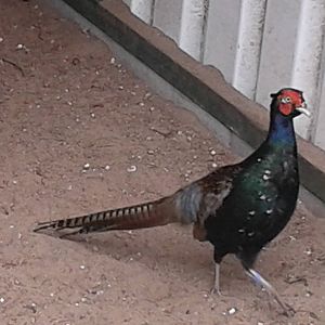 male Versicolor pheasant