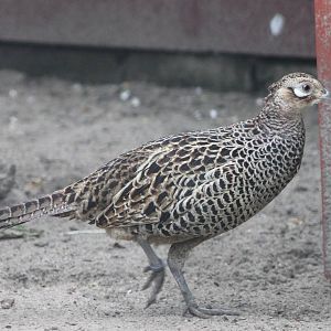 female Versicolor pheasant