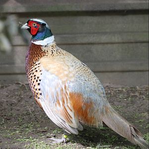 male Formosa pheasant