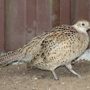 female Formosa pheasant