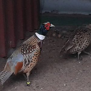 Pair of Mandsiurian pheasants