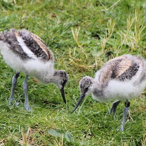 Young avocets