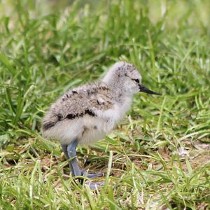 Even younger avocet !