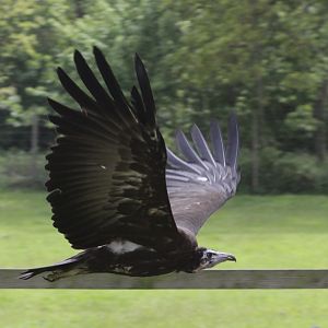 African Hooded Vulture