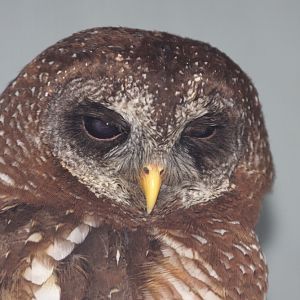 African Wood Owl (Strix woodfordii)