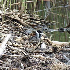 Reed Bunting (Emberiza schoeniclus) at Gosforth Park Nature Reserve - 21 Ma