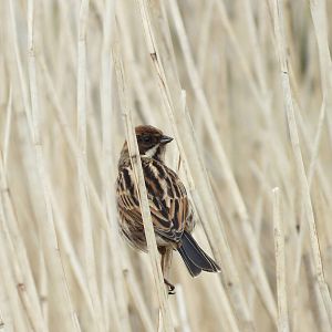 Reed Bunting (Emberiza schoeniclus) at Gosforth Park Nature Reserve - 21 Ma
