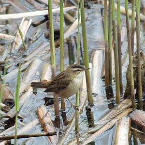 Sedge Warbler (Acrocephalus schoenobaenus) at Gosforth Park Nature Reserve