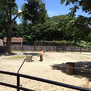 Przewalski's Horse Exhibit