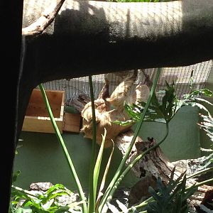 Linnaeus' Two-Toed Sloth