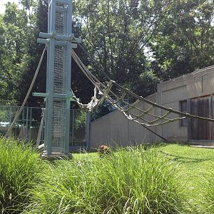 Outdoor Orangutan Exhibit and O-Line Entrance