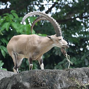 Nubian Ibex