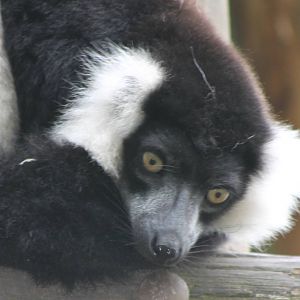 Ruffted lumur subspecies subcincta