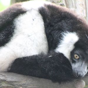 Ruffted lumur subspecies subcincta