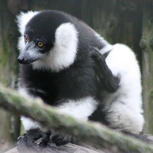 Ruffted lumur subspecies subcincta