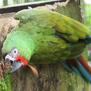 Mexican military macaw