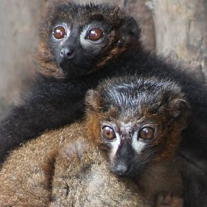 Red-bellied lemurs