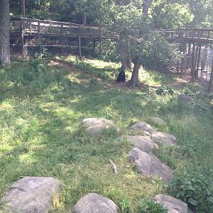 American Black Bear Exhibit