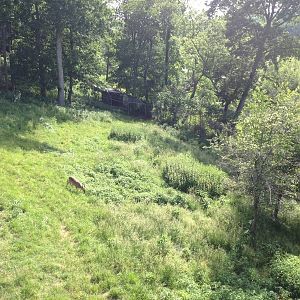 White-tailed Deer Exhibit