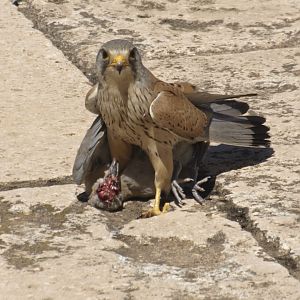 Common Kestrel (Falco tinnunculus)