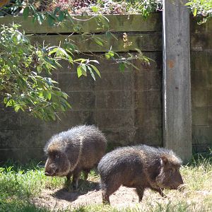 Chacoan peccarys