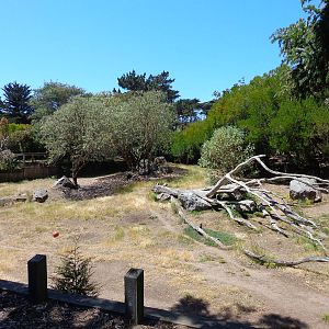 Chacoan peccary Exhibit