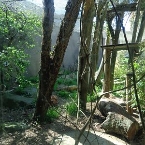 Snow Leopard Exhibit