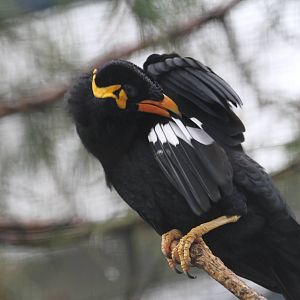 Greater Indian Hill Mynah?