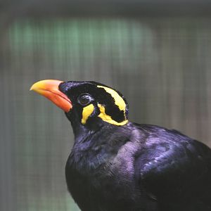 Lesser Hill Mynah?