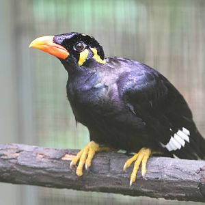 Lesser Hill Mynah?
