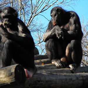 Bonobos